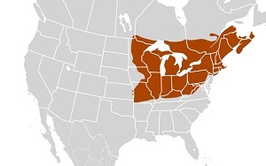 Areas with commercial maple syrup production 